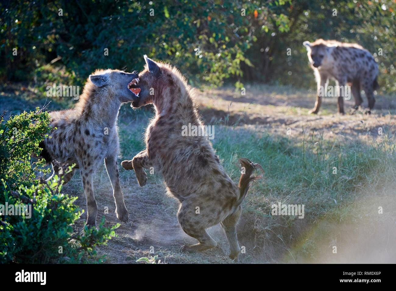 Hyena fight hi-res stock photography and images - Alamy