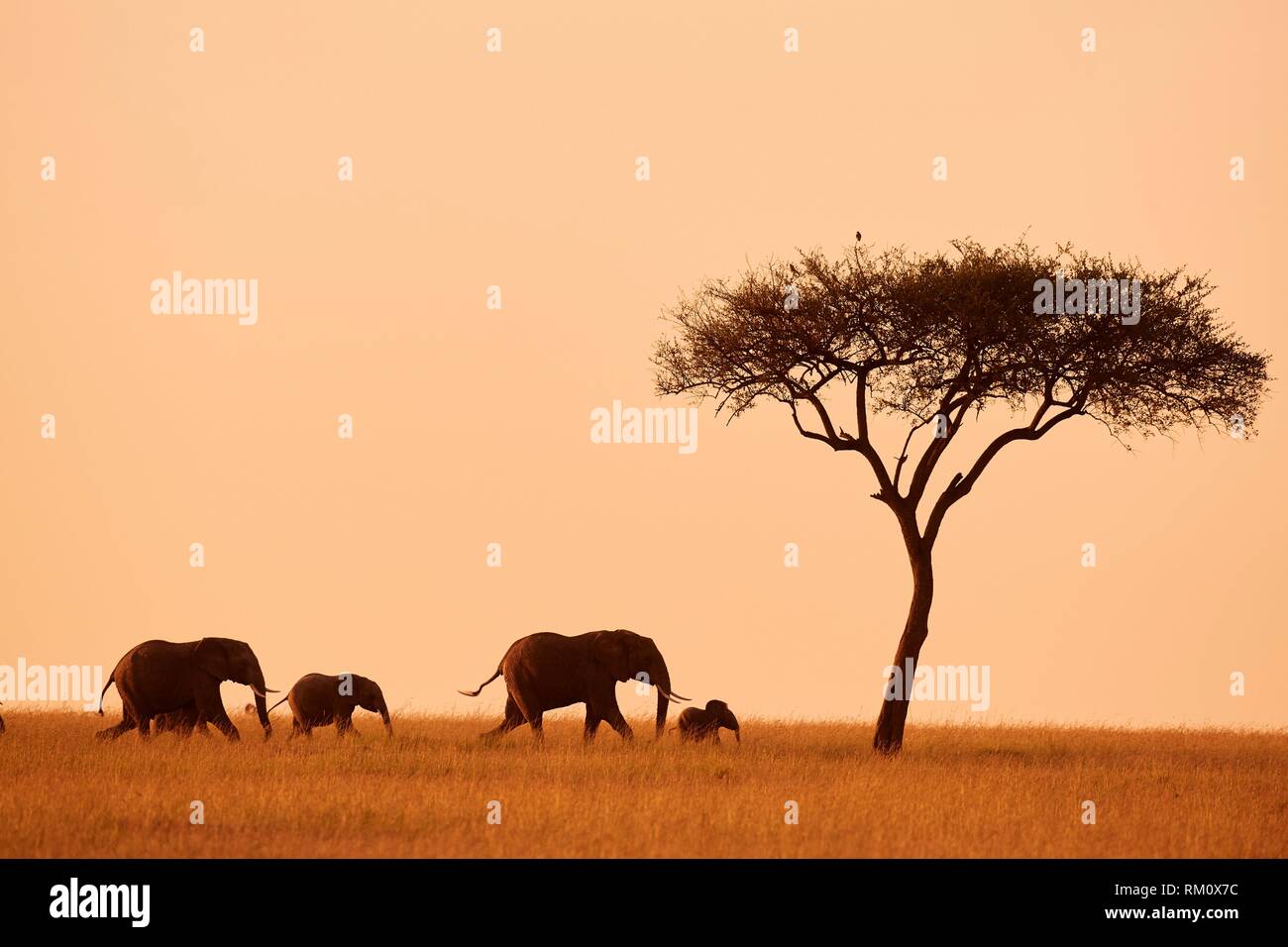 African elephant family (loxodonta africana) walking in the savanna at sunrise, Masai Mara National Reserve, Kenya, Africa. Stock Photo
