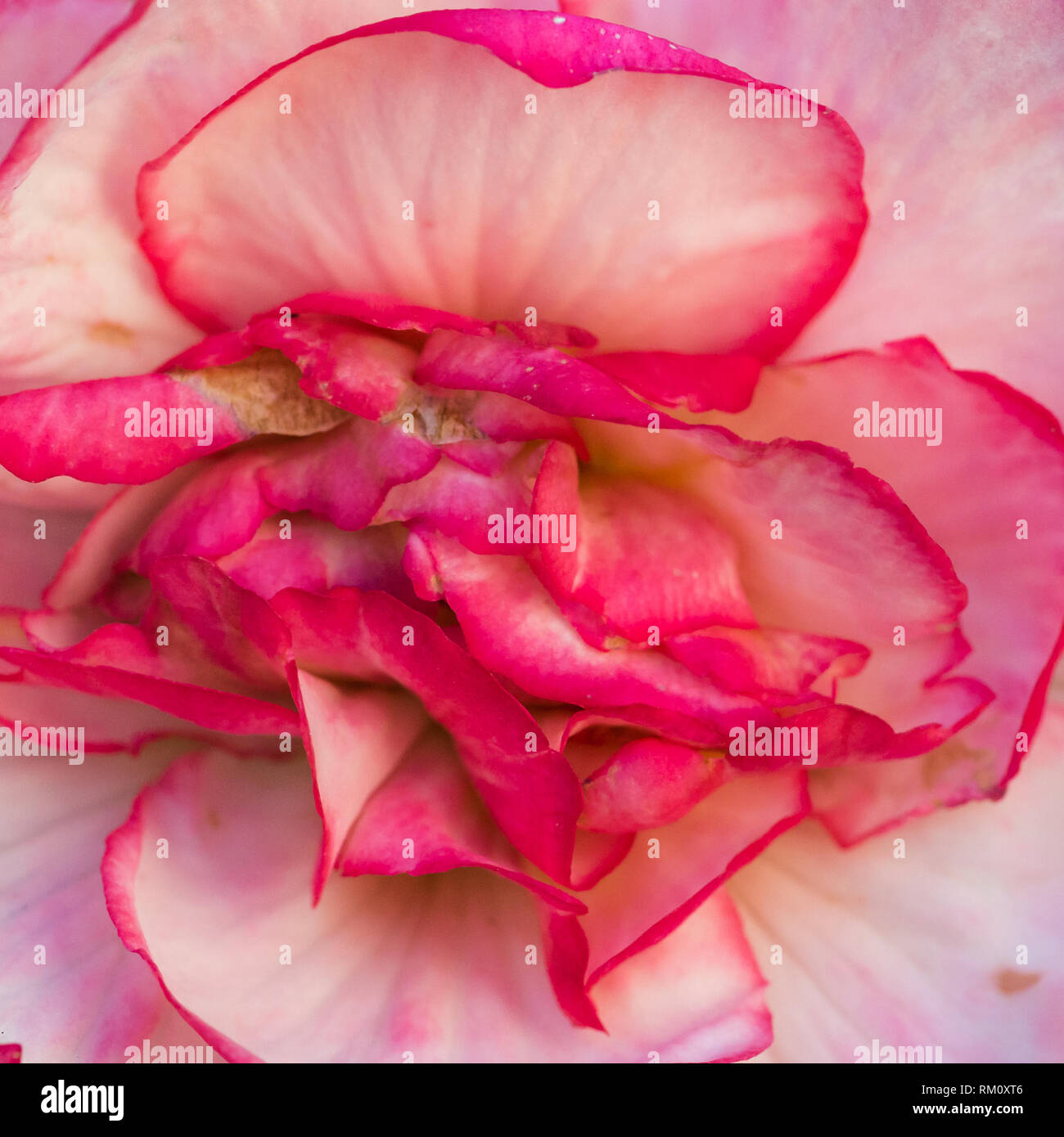 A macro shot of a begonia bouton de rose bloom. Stock Photo