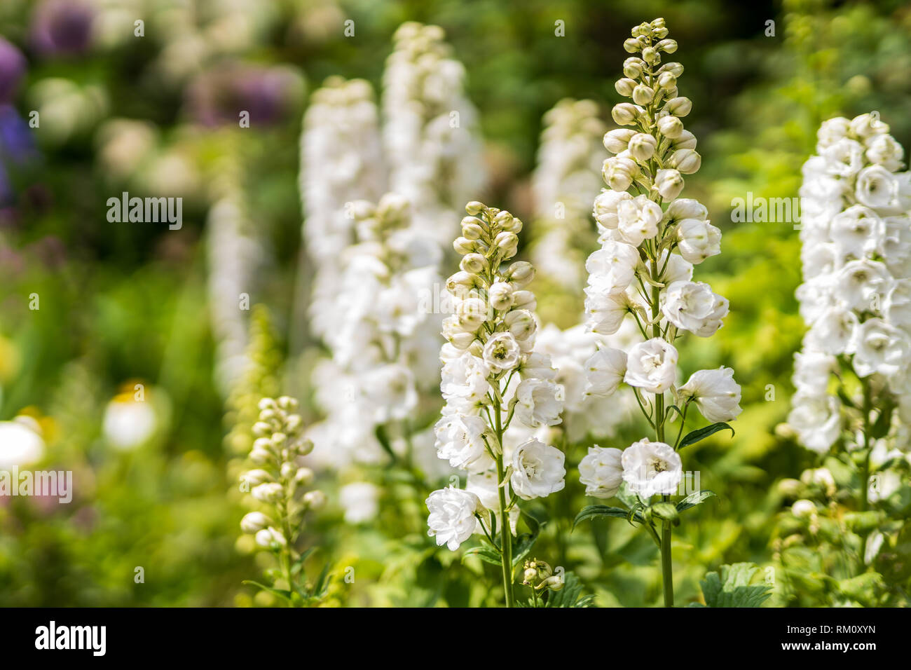 White tall Delphinium flowers during spring blossom with selective focus and blurred background Stock Photo