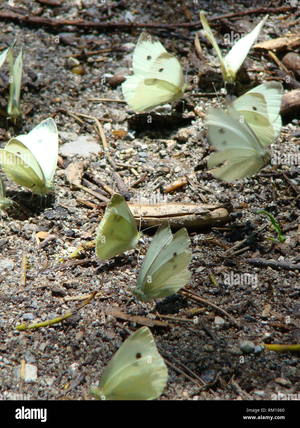 Butterflies absorbing minerals from the wet soil in Olympos National Park, Greece Stock Photo