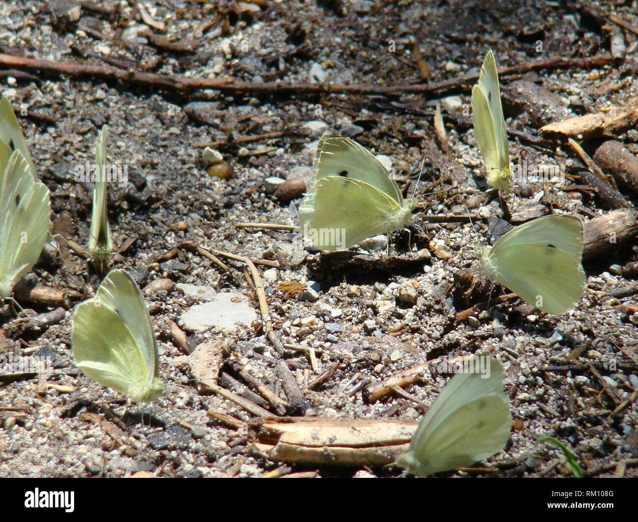 Butterflies absorbing minerals from the wet soil in Olympos National Park, Greece Stock Photo