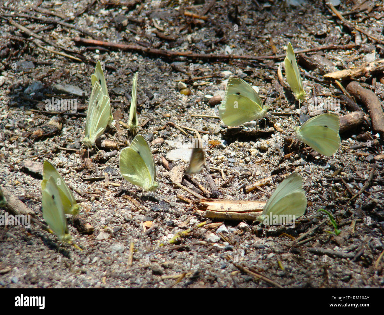 Butterflies absorbing minerals from the wet soil in Olympos National Park, Greece Stock Photo