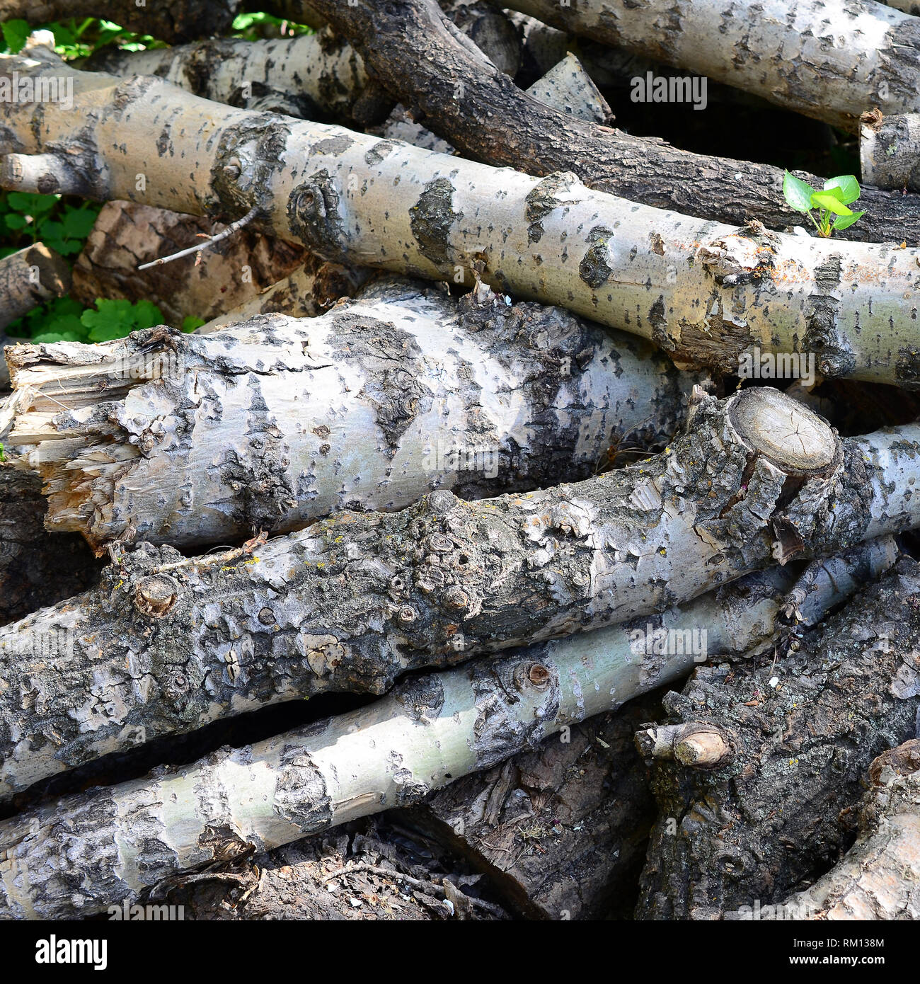 Closeup of firewood from old poplar with rough white bark. Felling of ...