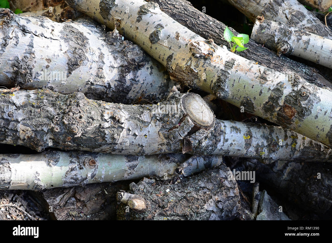 Closeup of firewood from old poplar with rough white bark. Felling of trees  Stock Photo - Alamy
