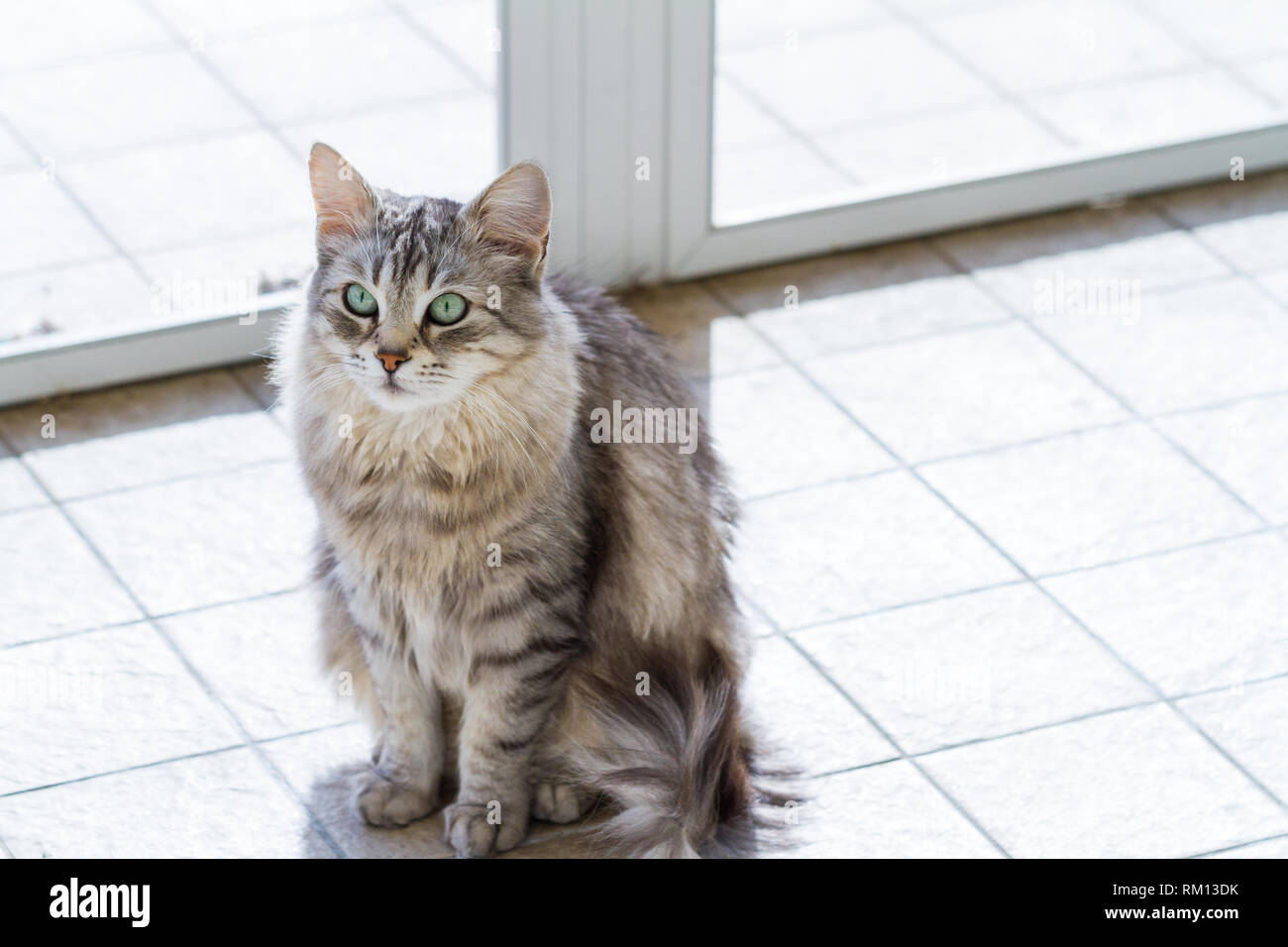 purebred siberian cat
