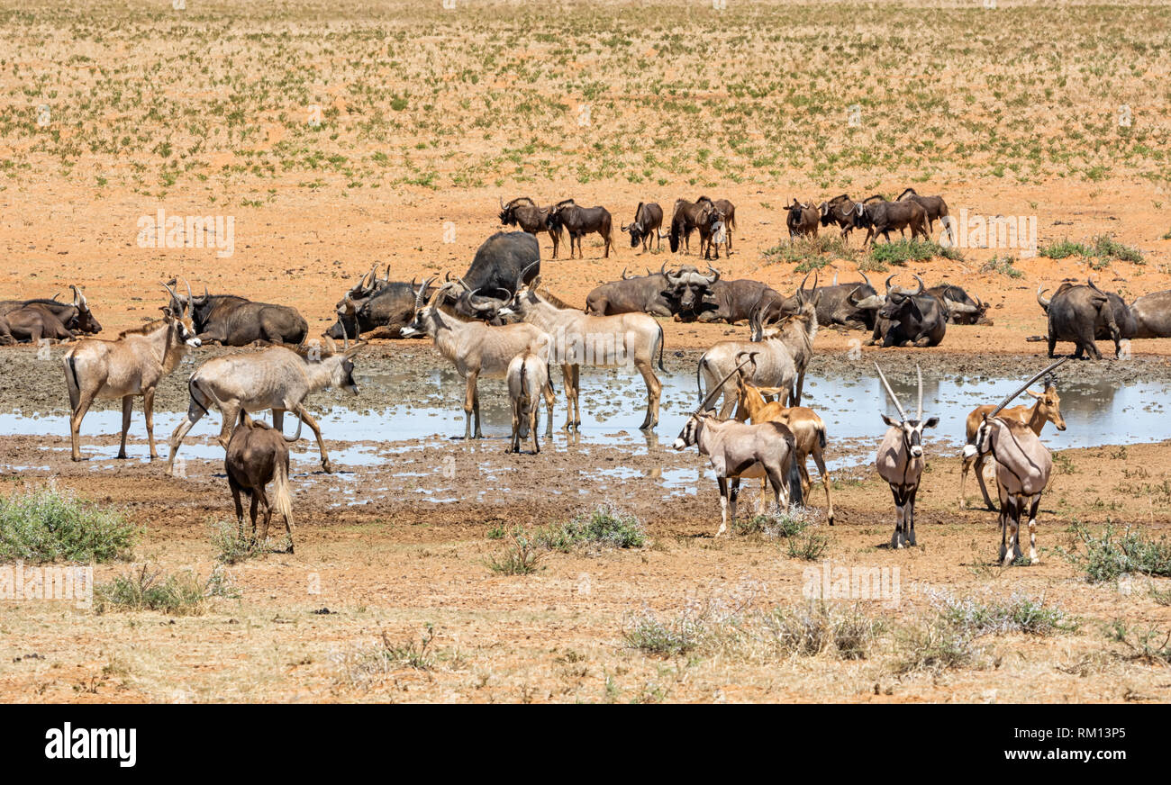 Animals gathering at a busy watering hole in Southern African savanna Stock Photo - Alamy Animals gathering at a busy watering hole in Southern African savanna Stock Photo - Alamy