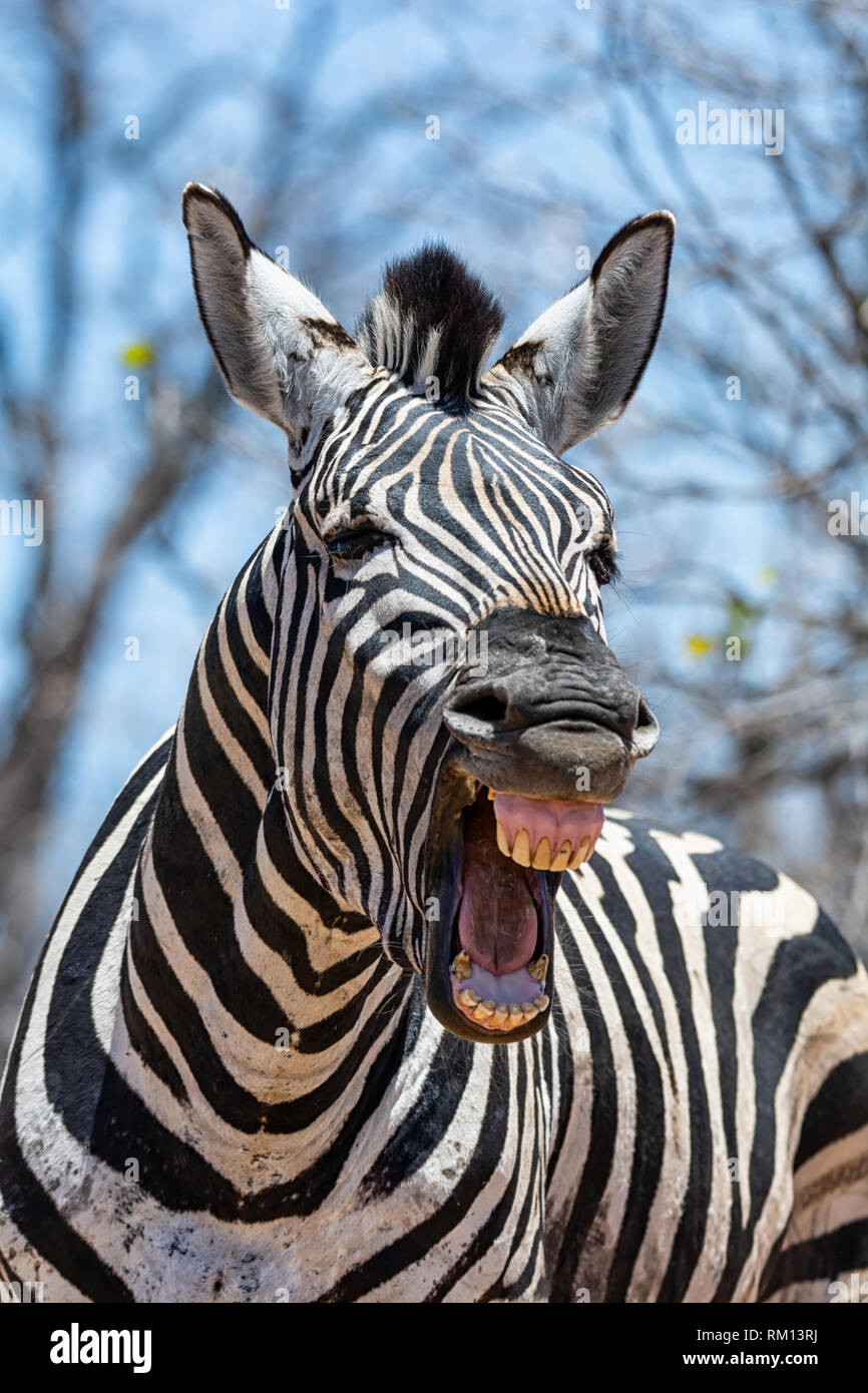 Zebra teeth smiling hires stock photography and images Alamy