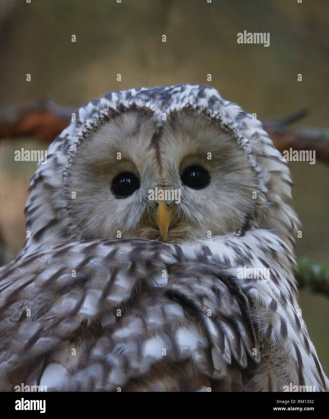 Ural Owl, Boden, Norrbotten, Sweden Stock Photo