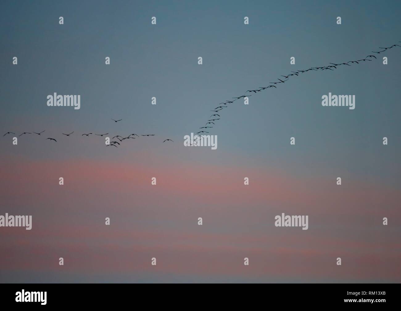 Cranes leaving Sweden in october Stock Photo