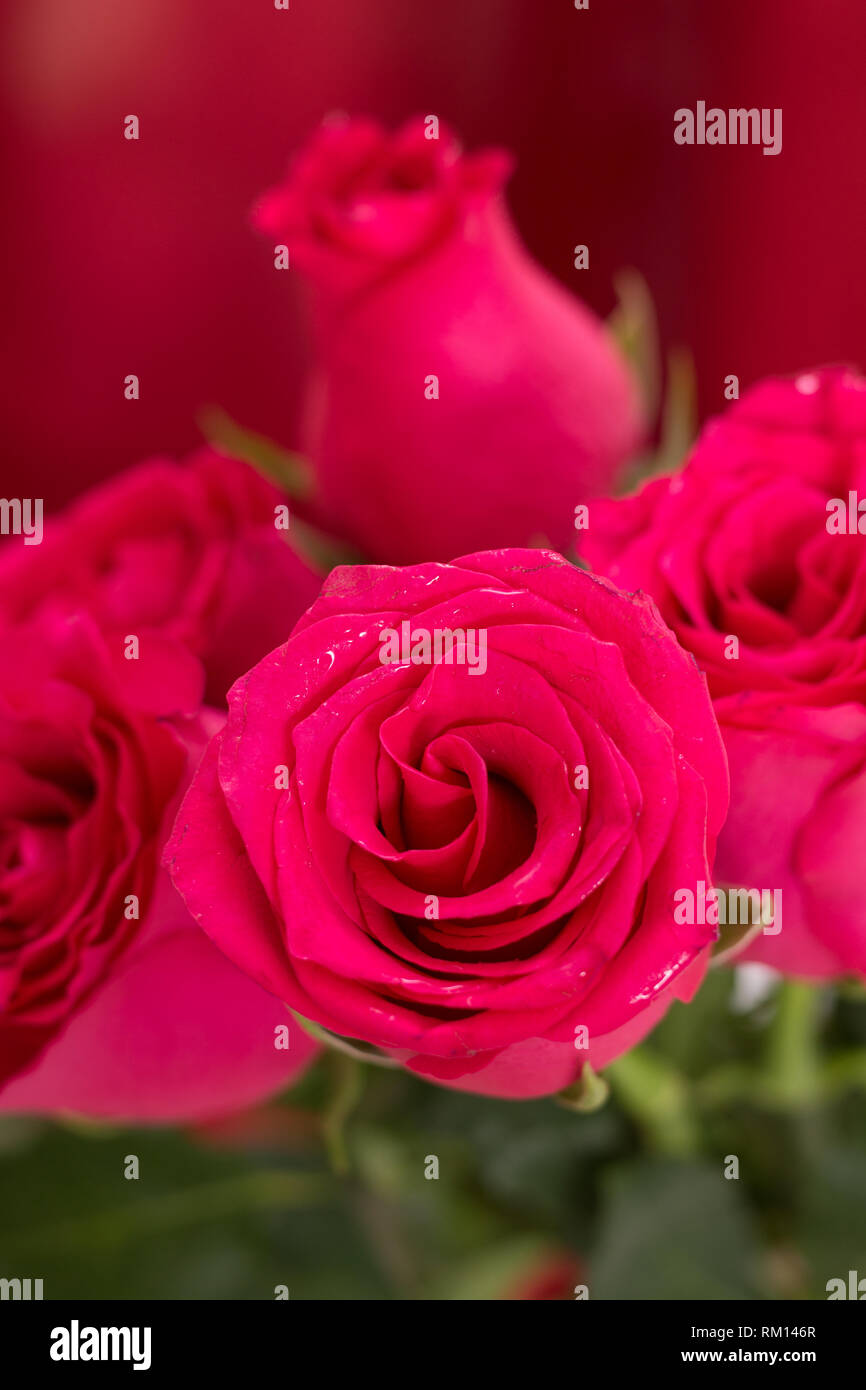 Wet Red Roses Background Closeup of wet red roses bouquet, with red fabric blurred background ...