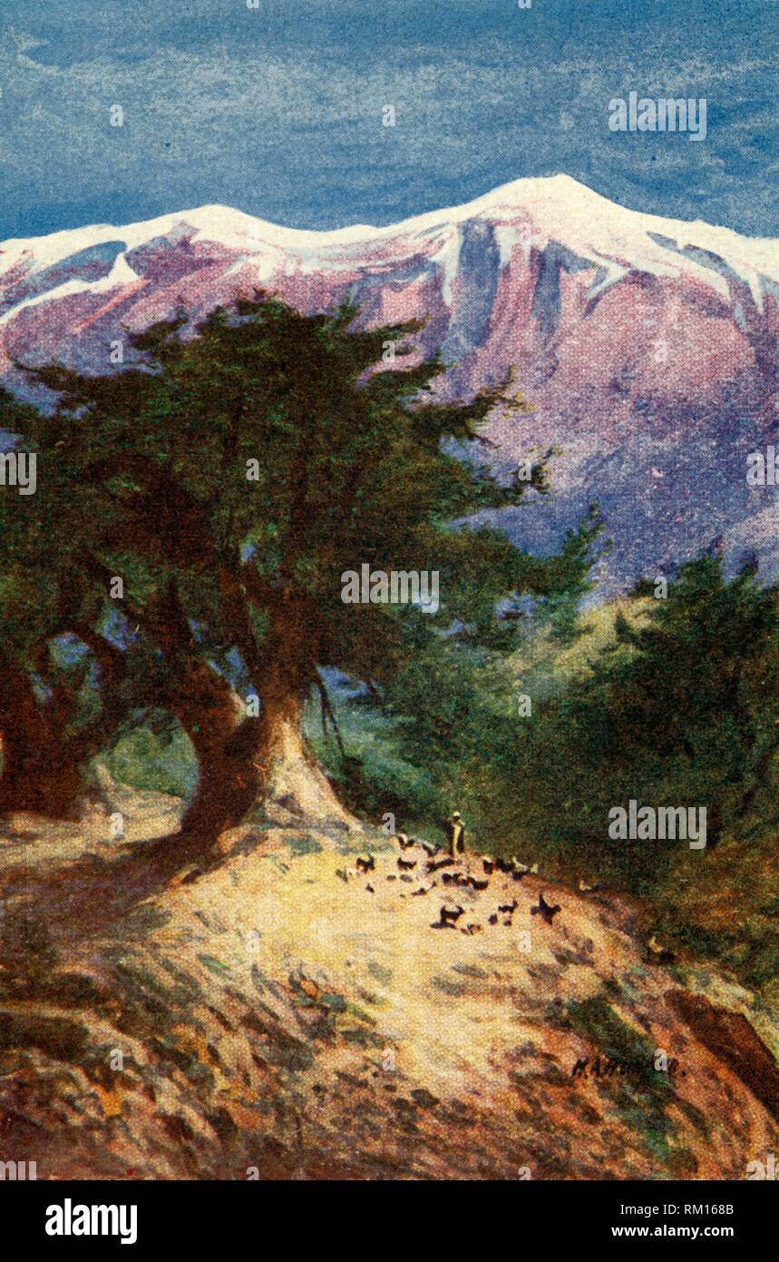 'Cedars of Lebanon - Matt. xii. 33', c1924. Creators: James Clark, Henry A Harper. Stock Photo
