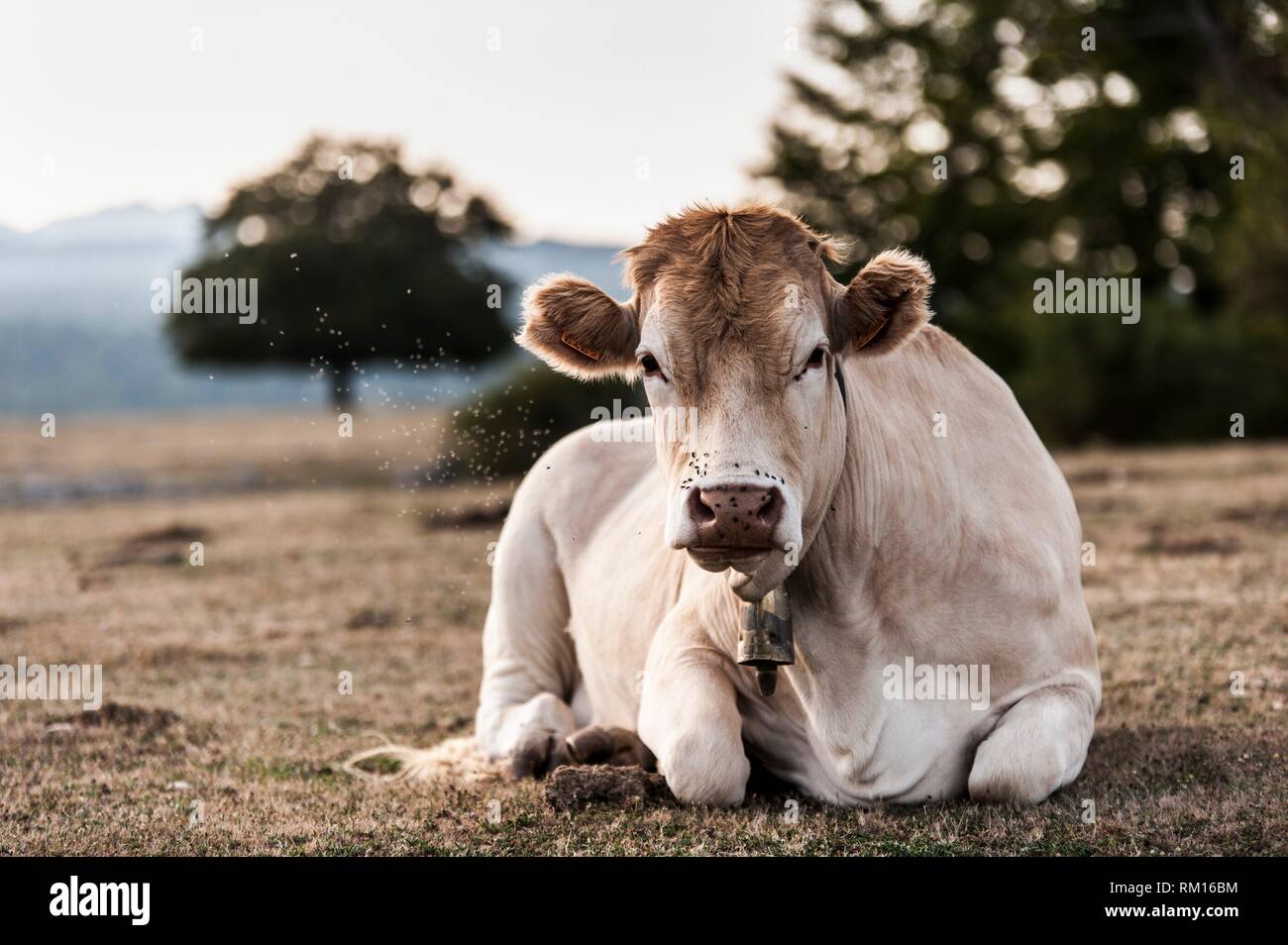 Cow lying down hi-res stock photography and images - Alamy