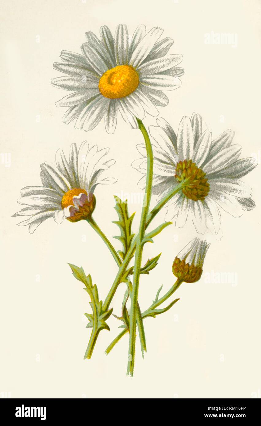 'OxEye Daisy', 1877. Creator Frederick Edward Hulme Stock Photo Alamy