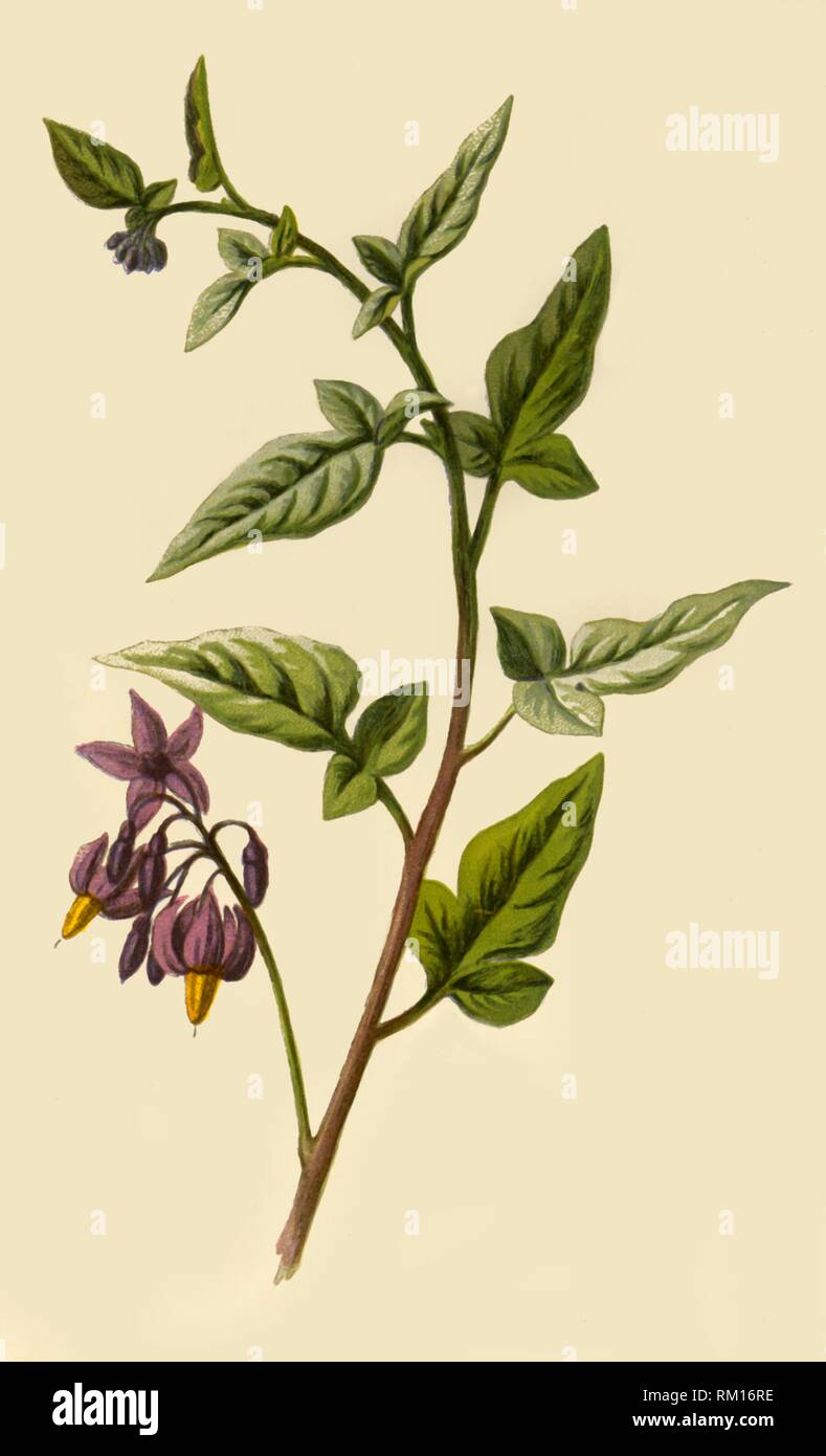Woody nightshade bittersweet poisonous hires stock photography and
