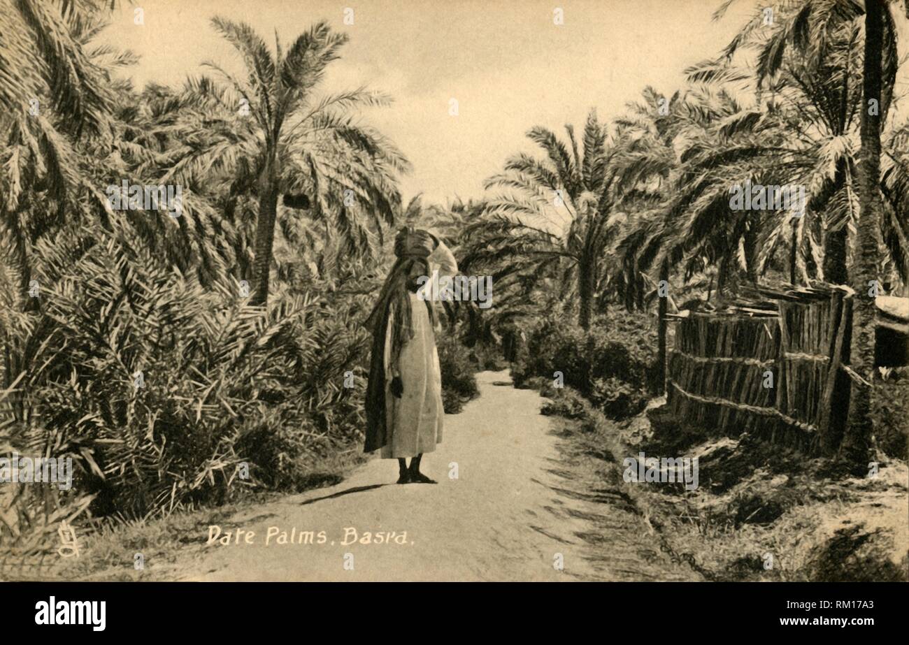 Date Palms, Basra', c1918-c1939. Creator: Unknown Stock Photo - Alamy