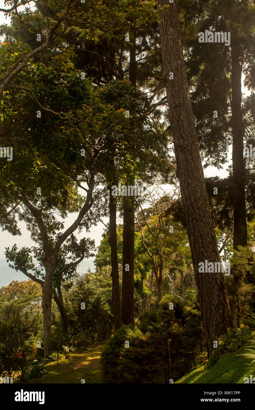 Salvadorean woods in Volcan de San Salvador Stock Photo