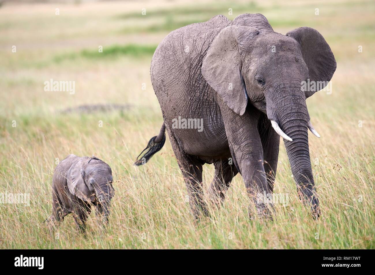 African elephant with young animal at maasai mara national reserve hi ...