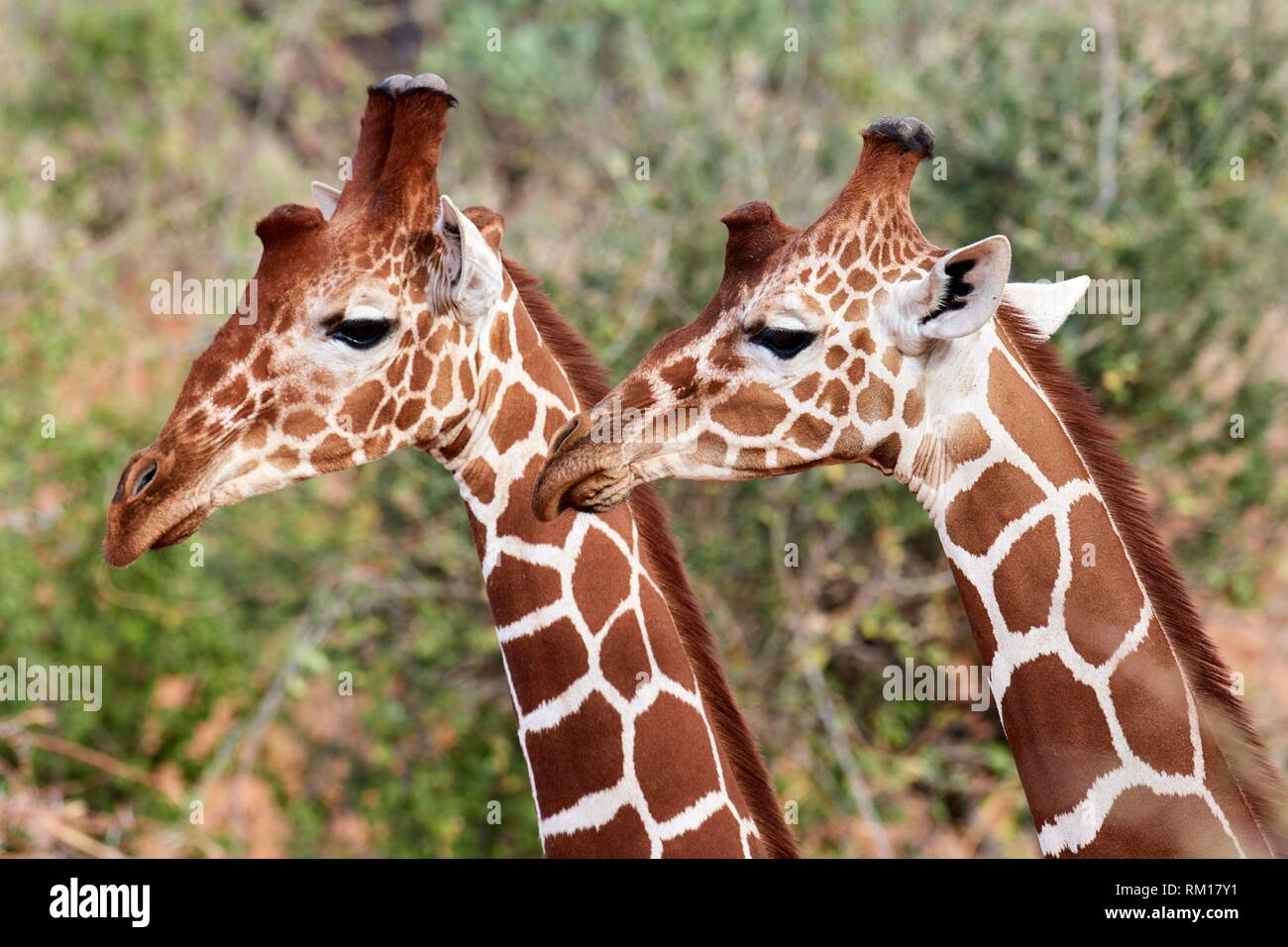 Two reticulated giraffe {Giraffa camelopardalis reticulata} head and necks, Samburu National Reserve, Kenya, Africa. Stock Photo