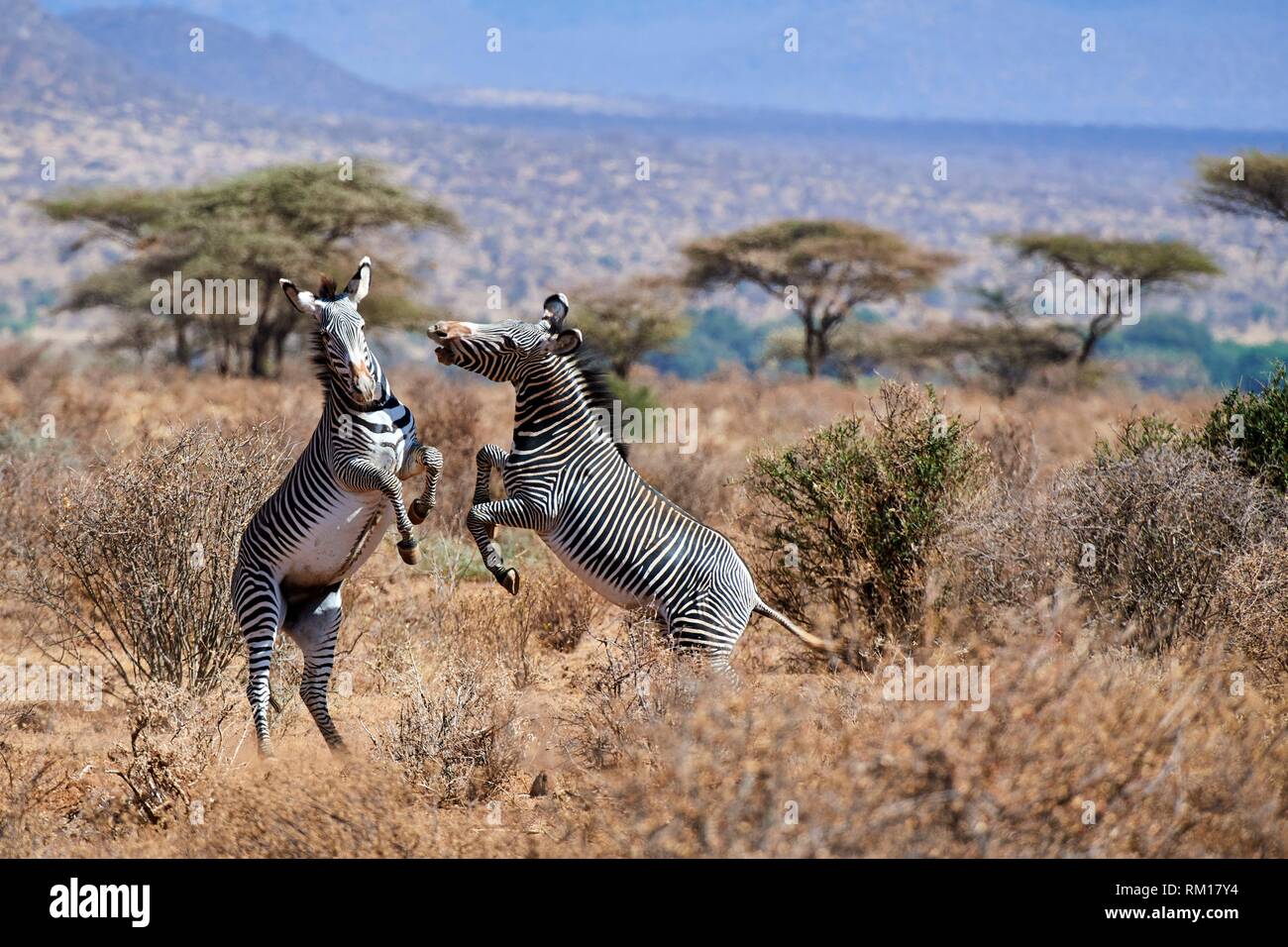 Grevy zebra stallions fighting {Equus grevyi} Samburu National Reserve, Kenya, Africa. Stock Photo