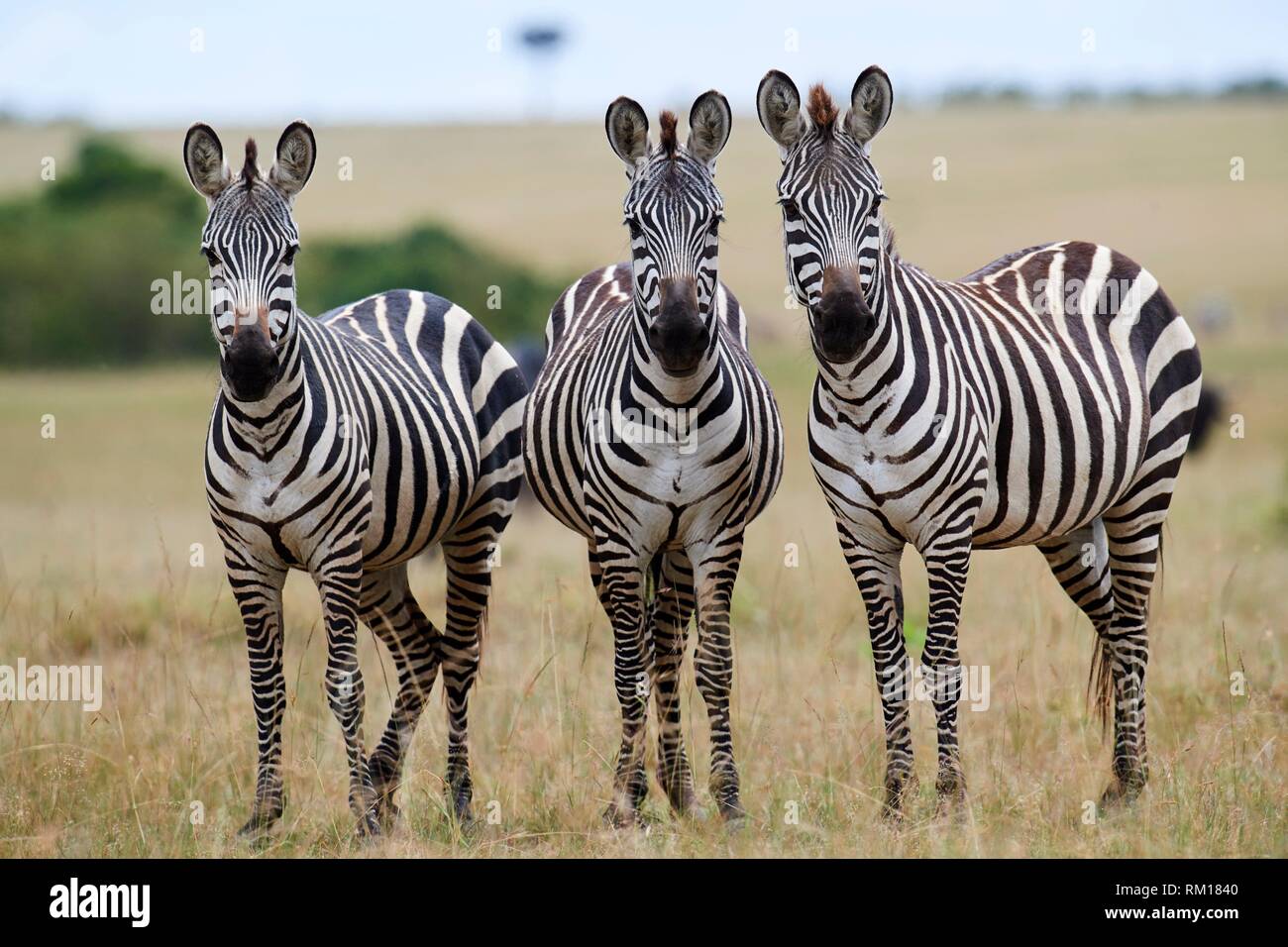 Group of 3 common zebras looking at camera {Equus quagga} Masai Mara National Reserve, Kenya, Africa. Stock Photo