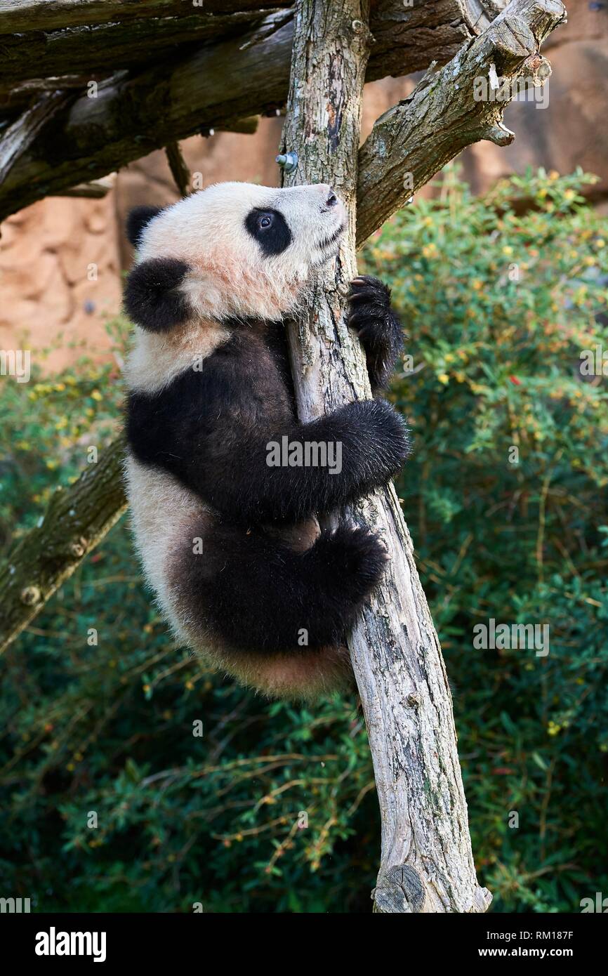 Giant Panda Cub In Tree #1 Coffee Mug by San Diego Zoo - Animals and Earth  - Website