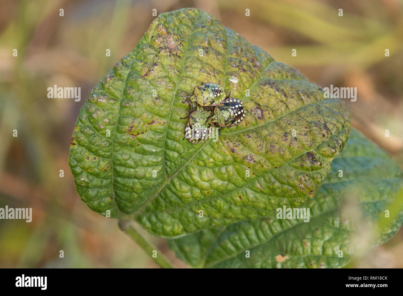 Green stink bug bugs nerada viridula - fifth nymphal instar Stock Photo