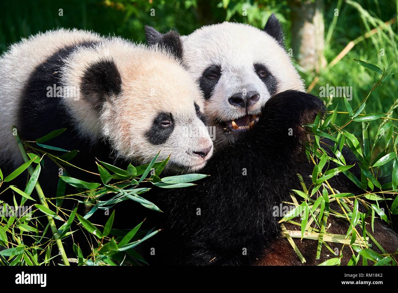 Female Giant Panda Huan Huan Feeding On Bamboo With Her Playfull Cub Ailuropoda Melanoleuca 6140