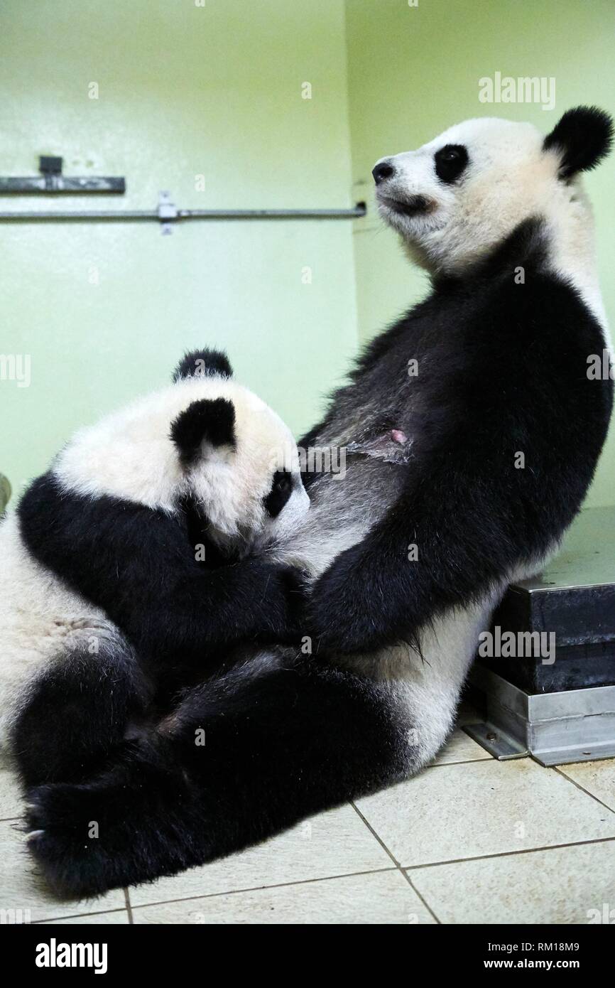 Giant panda cub Yuan Meng suckling its mother Huan Huan (Ailuropoda melanoleuca). Yuan Meng, first giant panda ever born in France, is now10 months Stock Photo