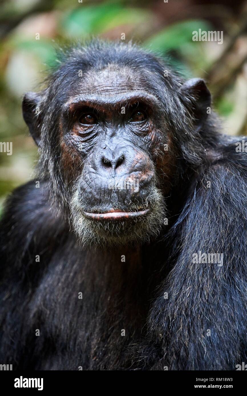 Portrait of male chimpanzee (Pan troglodytes schweinfurthii) Kibale National Park, Uganda, Africa. Stock Photo