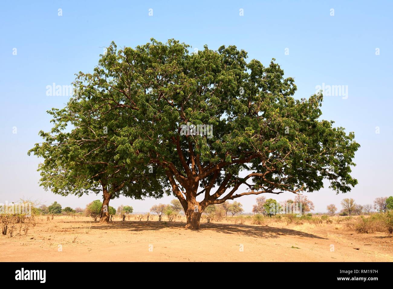 Wild mango tree (Cordyla africana) South Luangwa National Park, Zambia. Stock Photo