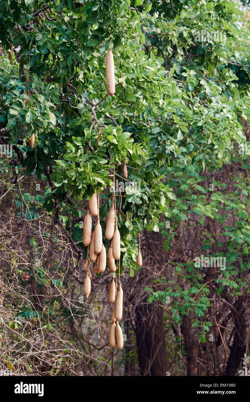 Kigelia africana - Forest Center