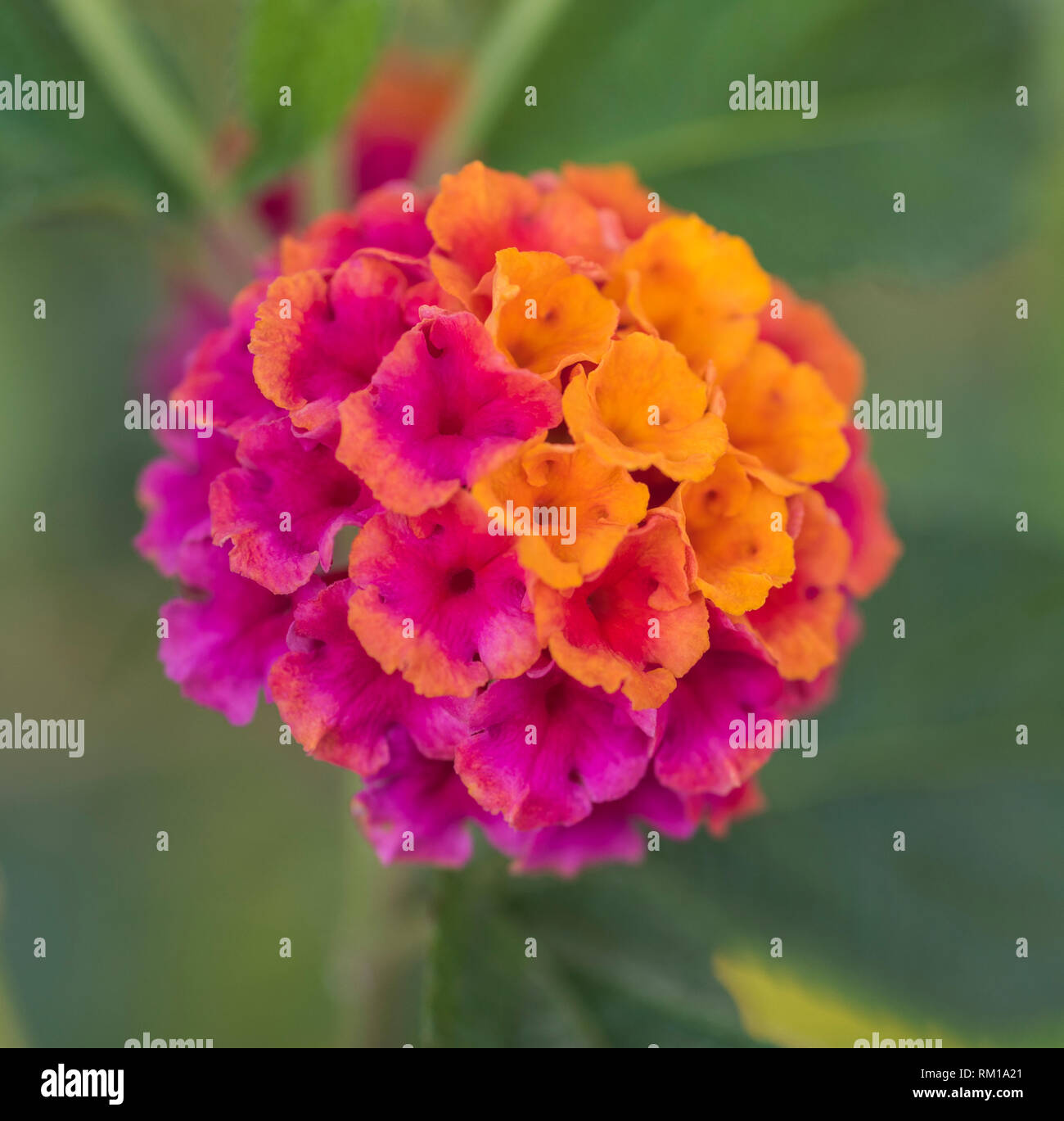 Close-up detail of a purple and orange rose lantana flower lantana camara in rural garden setting Stock Photo