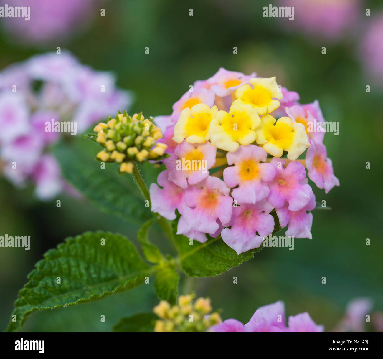 Close-up detail of a pink and yellow rose lantana flower lantana camara in rural garden setting Stock Photo