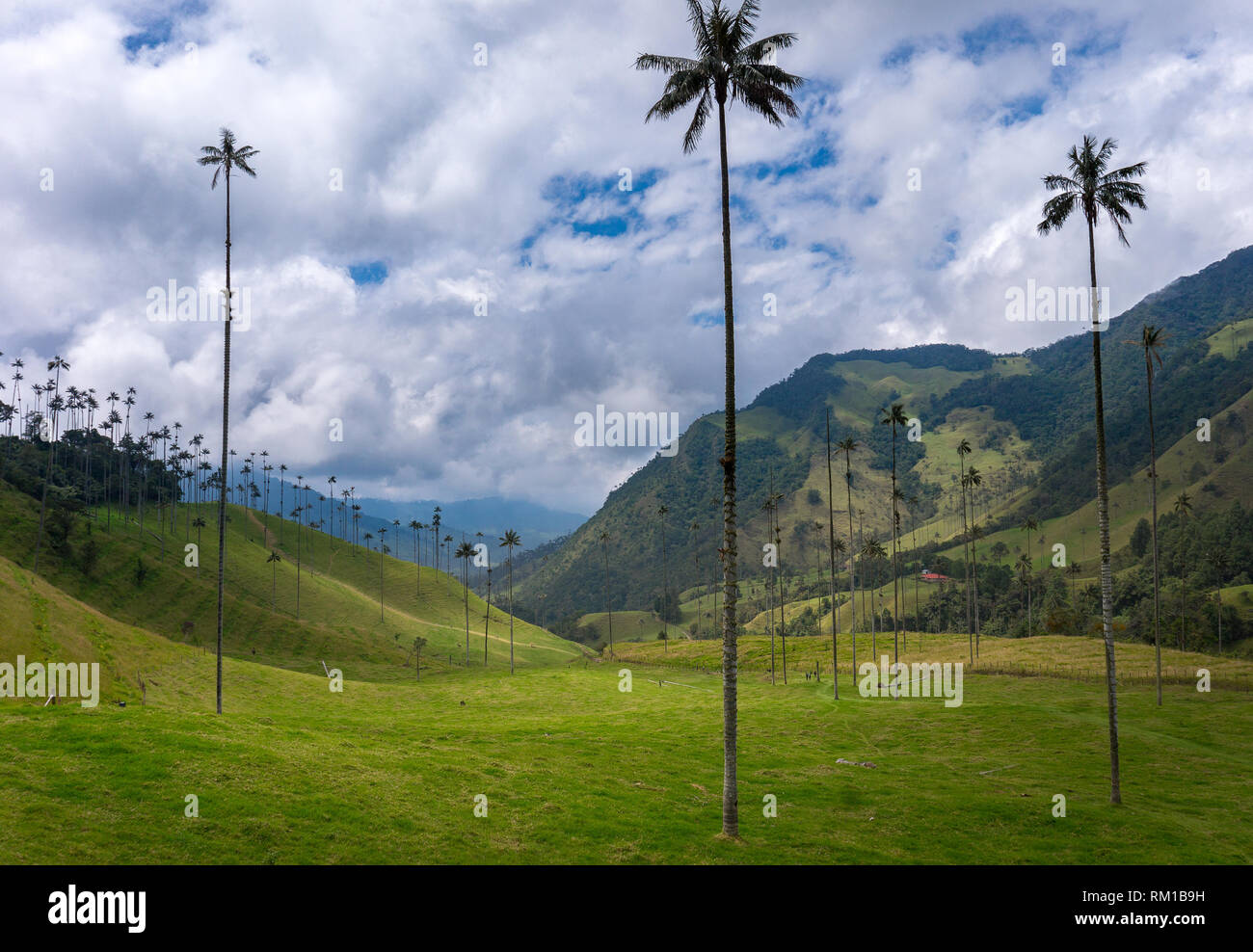 Beautiful Landscape Of The Valle Del Cocora In Salento Quindio Colombia One Of The Most Tourist Places In Our Region Stock Photo Alamy