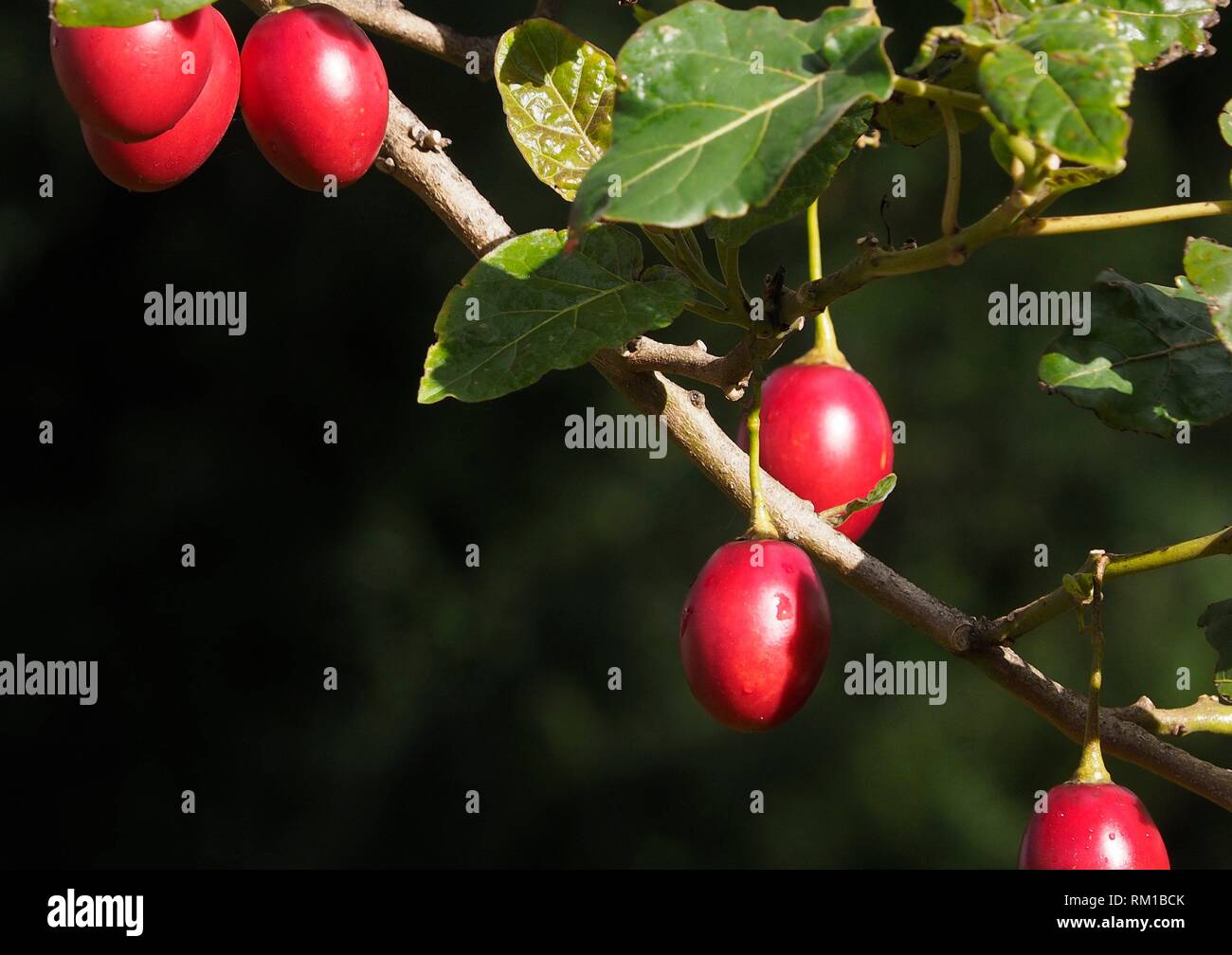 In the image fruits of Tree Tomato, Solanum betaceum, common names