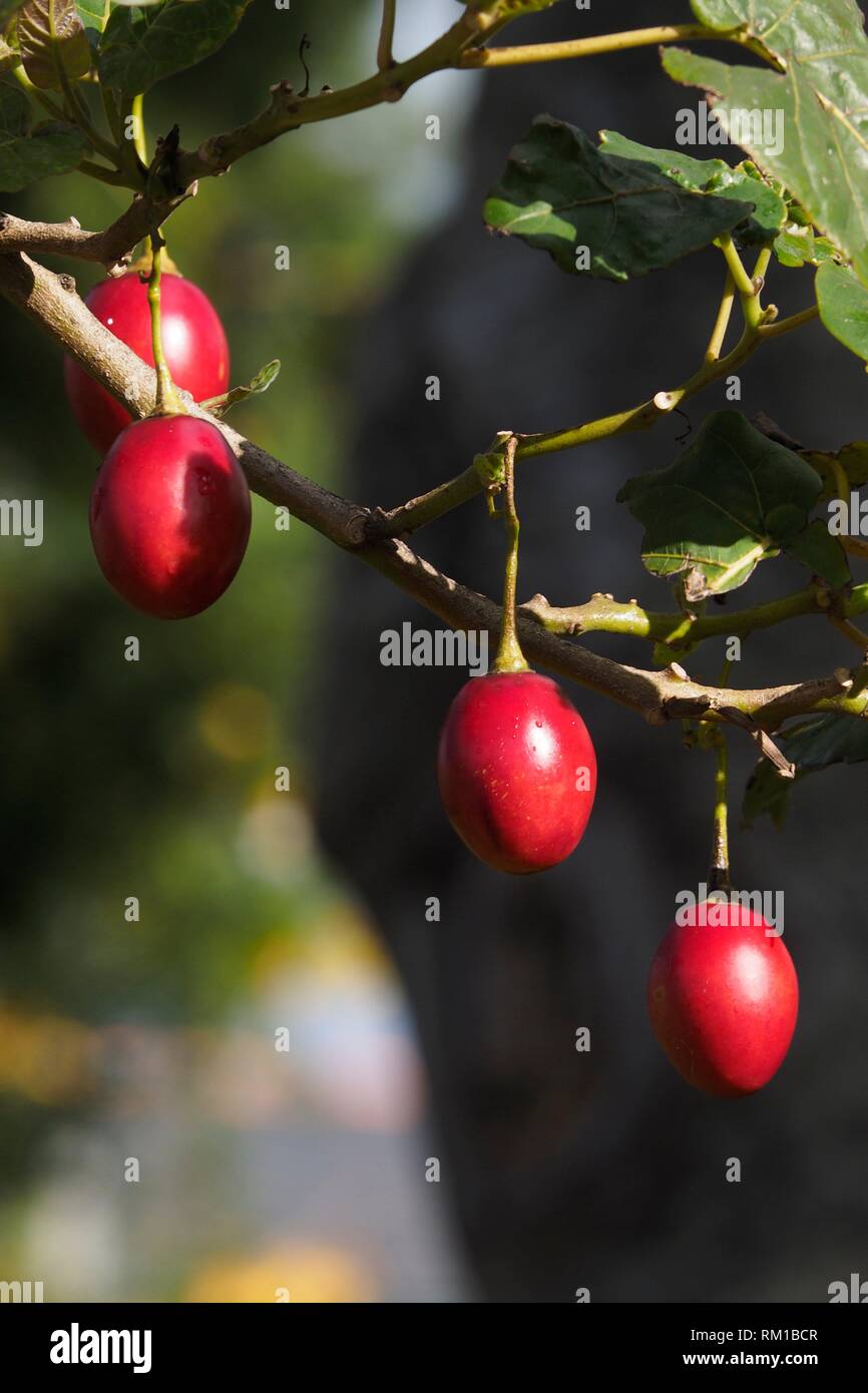 In the image fruits of Tree Tomato, Solanum betaceum, common names