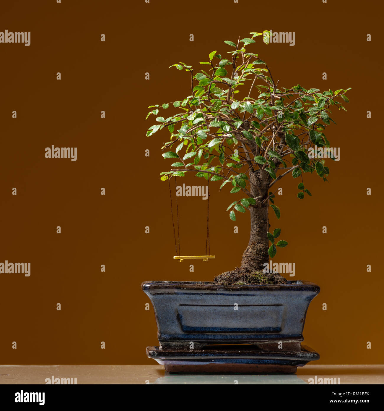 A small bonsai tree planted in a black pot with yellow swing, brown background Stock Photo