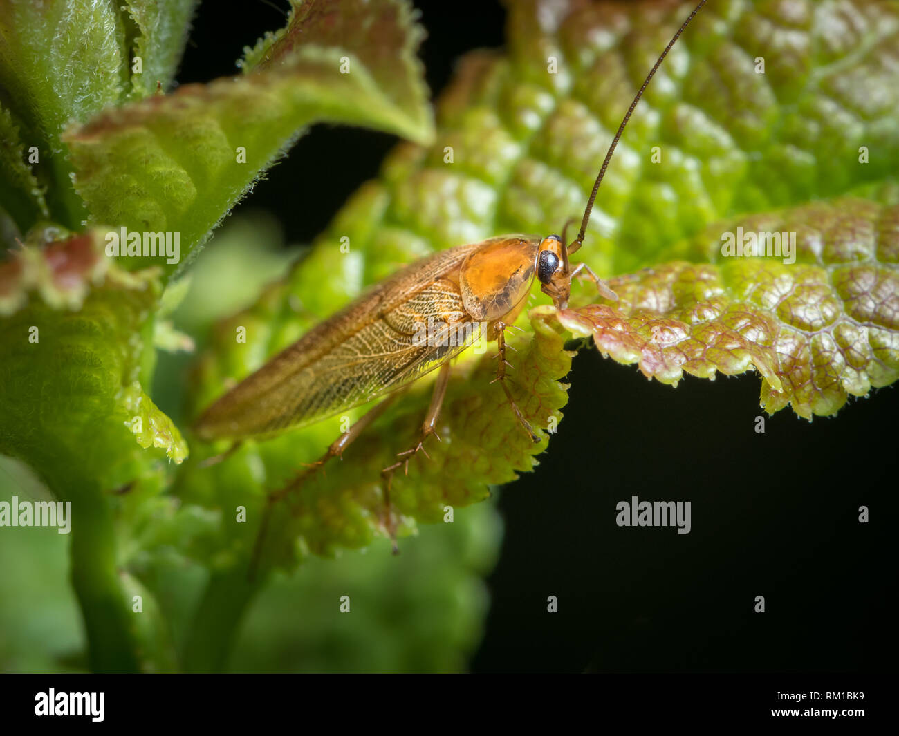 Blattodea hi-res stock photography and images - Alamy