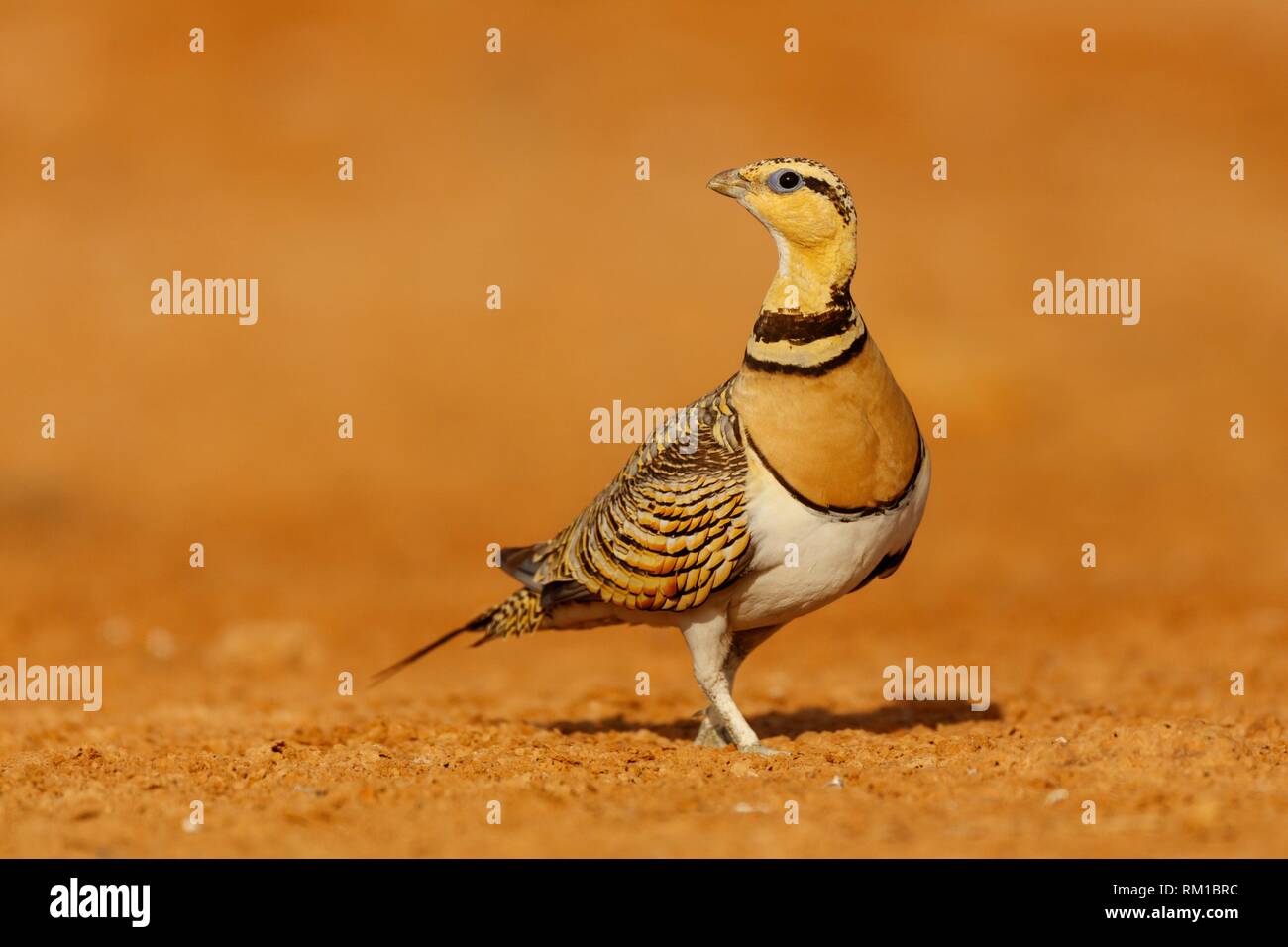 Pin-tailed sandgrouse. Pterocles alchata. Spain Stock Photo - Alamy