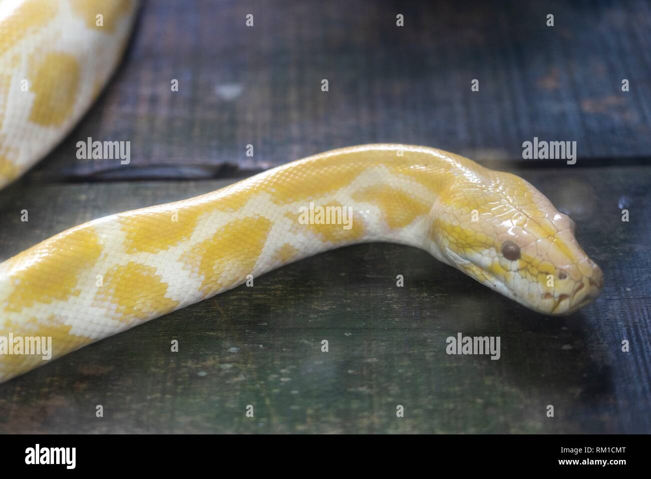An albino python snake in Tanjung Bajau zoo, Singkawang, West Kalimantan, Indonesia Stock Photo