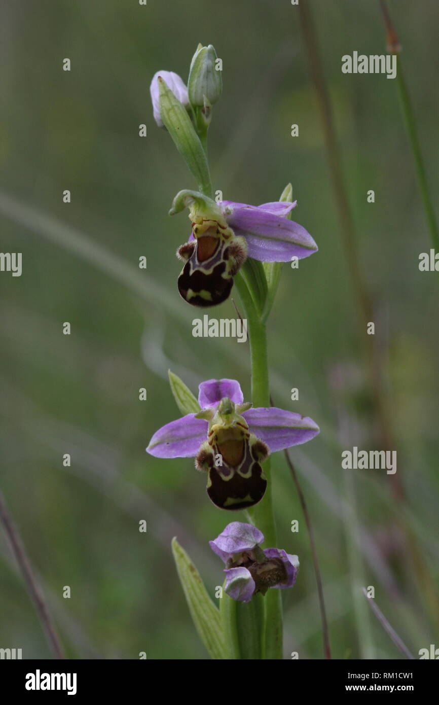 Flowering Bee Orchid (Ophrys apifera), Halsberg, Eifel, Germany Stock