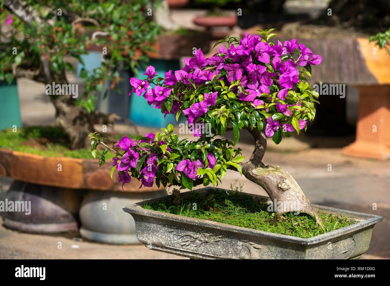 Bonsai park hi-res stock photography and images - Alamy