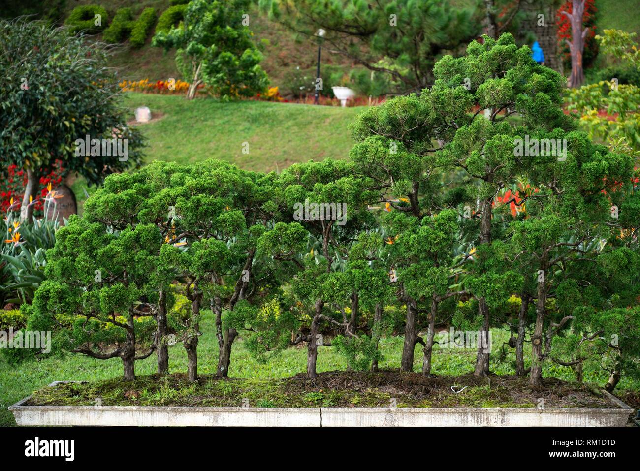 Vietnam park bonsai hires stock photography and images Alamy