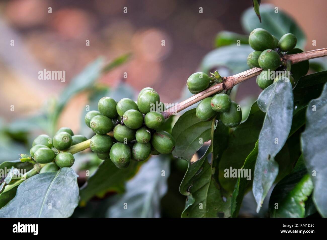 Coffee production in Da Lat, Vietnam Stock Photo Alamy