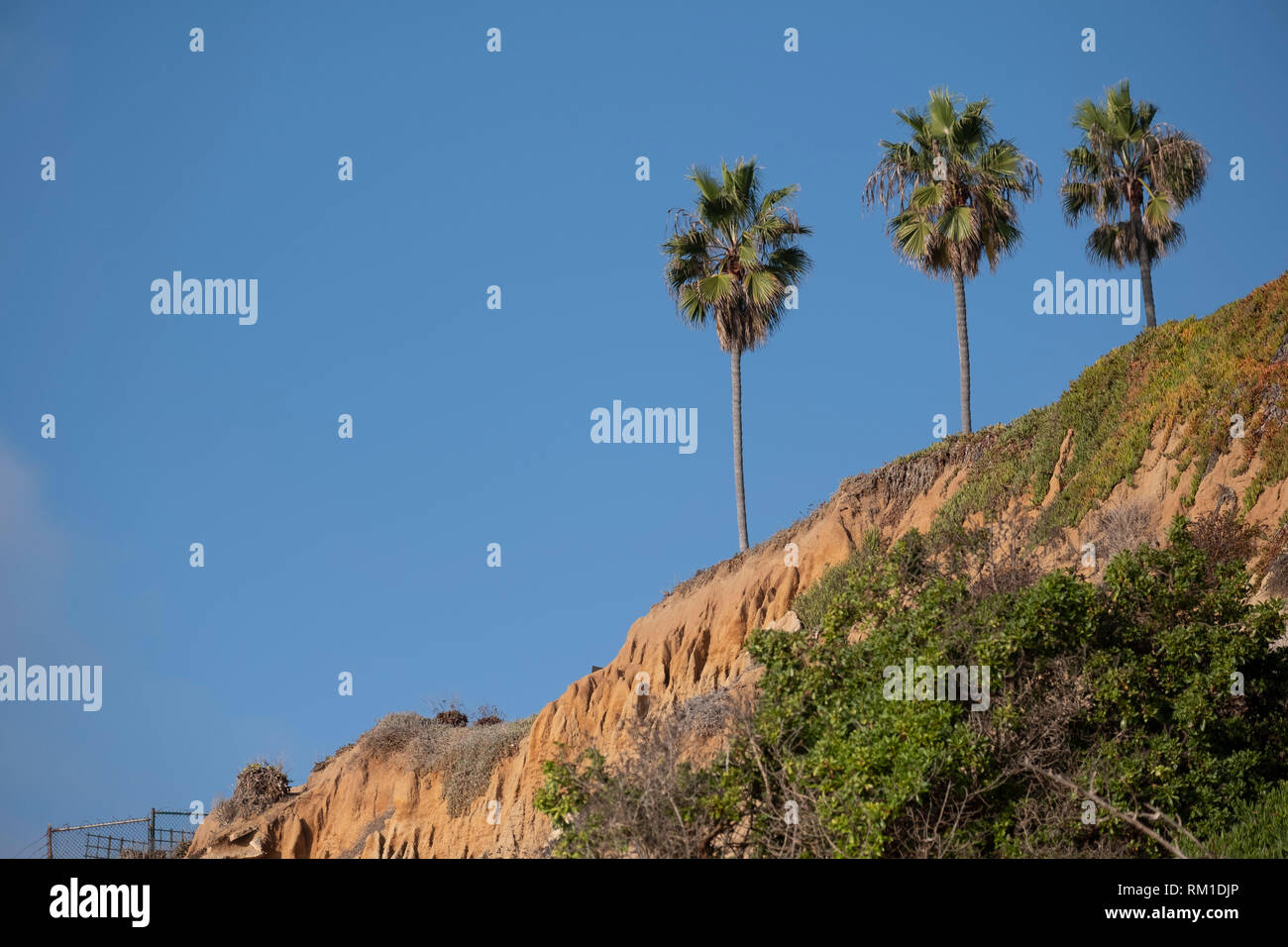 Overhead palm trees hi-res stock photography and images - Alamy