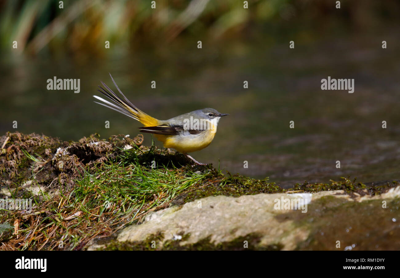 Grey Wagtail - Dovedale, Derbyshire Stock Photo