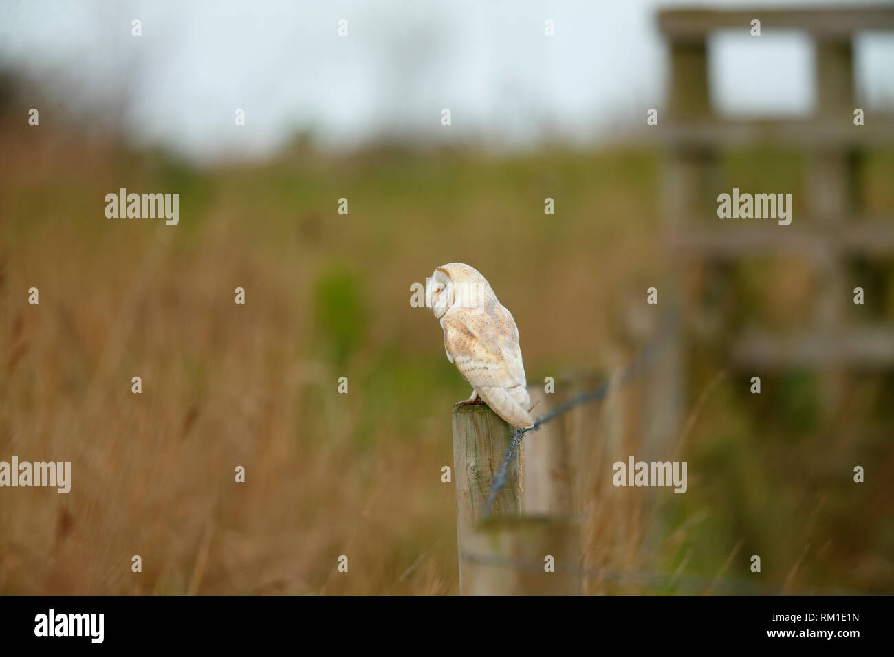 Barn Owl [Tytus albo] - Cley, Norfolk, UK Stock Photo