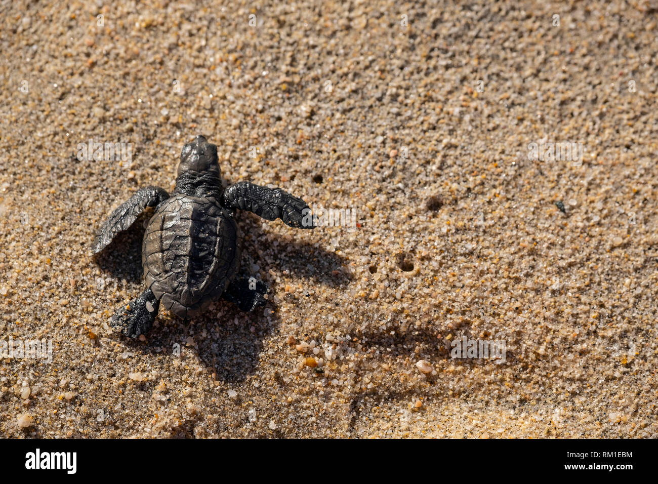 Baby Sea Turtles On There Way To The Ocean In Baja Mexico Stock Photo Alamy