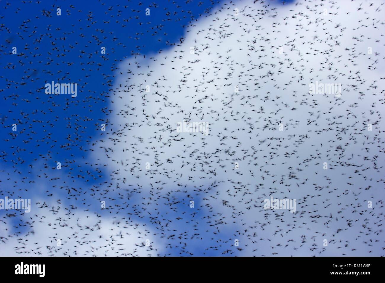 Bug hatch at Diamond Lake, Umpqua National Forest, RogueUmpqua
